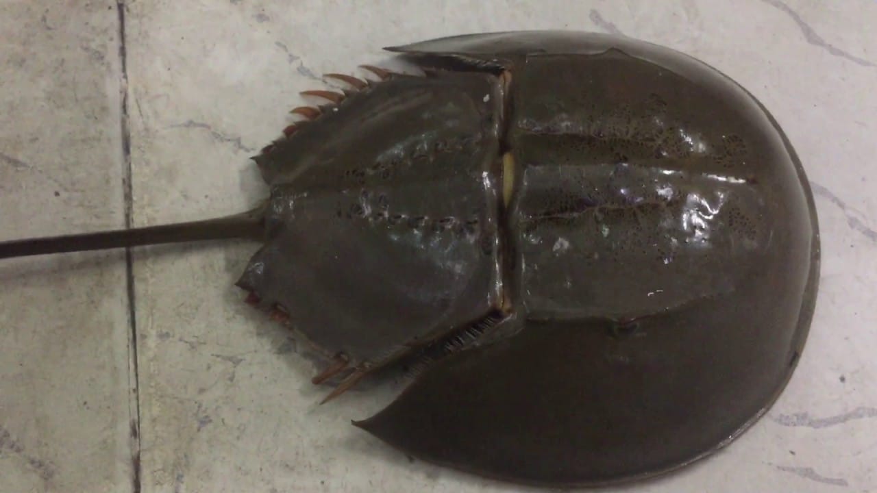 Sam biển Gò Công